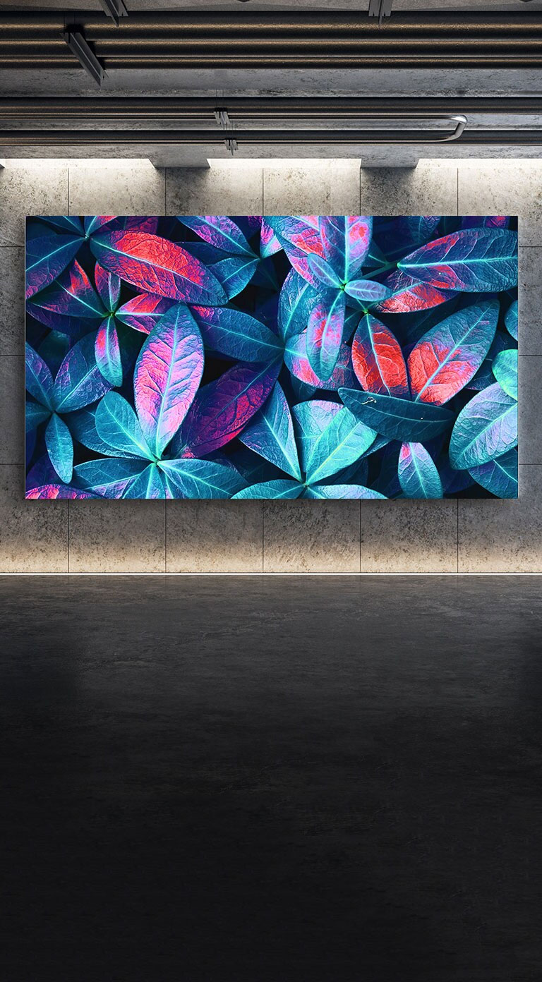 An einer grauen Wand hängender LG QNED Mini LED TV. Der Bildschirm zeigt eine Nahaufnahme von großen Pflanzenblättern in verschiedenen Grün-, Blau- und Rottönen.