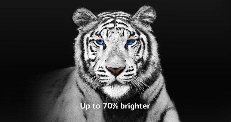 Ein Video zeigt 2 Bilder eines weißen Tigers nebeneinander. Die Seite mit dem Brightness Booster Max erscheint bis zu 70 % heller und füllt dann den Bildschirm.