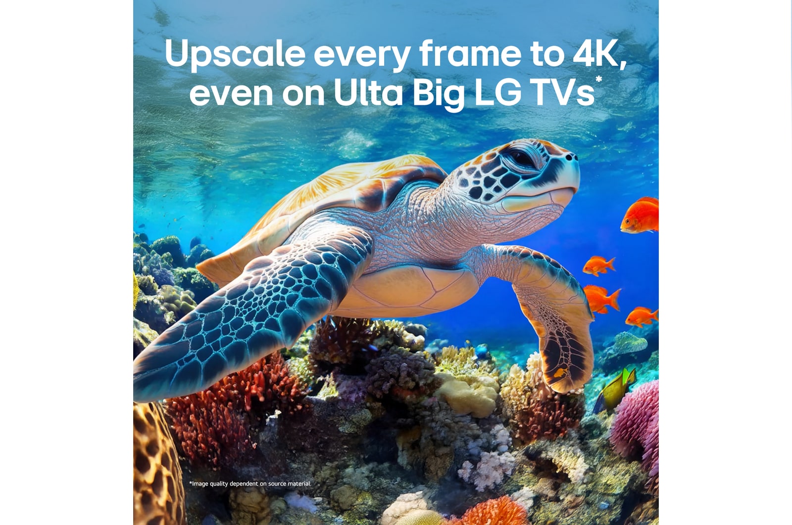 LG QNED evo AI QNED85 with AI Picture Pro and Dynamic Tone Mapping Pro shows an underwater scene of a sea turtle swimming above coral and fish, as AI recognizes and upscales each frame to 4K resolution.