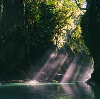 LG QNED evo AI QNED85 Mini LED highlights Mini LED with Precision Dimming in a split forest scene, comparing conventional LED with deeper blacks and more refined contrast as sunlight filters through the trees for greater clarity and depth.