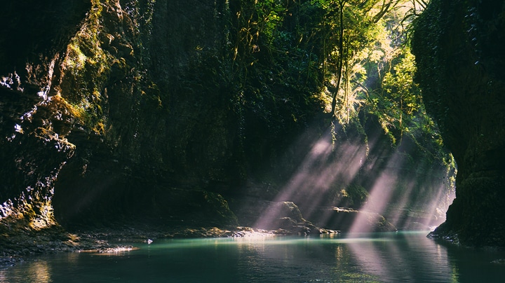 LG QNED evo AI QNED85 Mini LED highlights Mini LED with Precision Dimming in a split forest scene, comparing conventional LED with deeper blacks and more refined contrast as sunlight filters through the trees for greater clarity and depth.