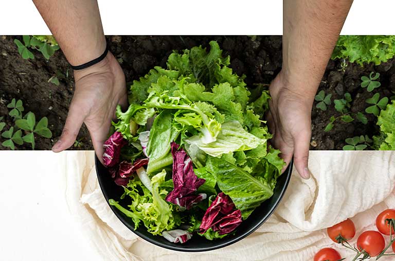 An image showing a person holding a plate of mixed fresh salad leaves, against a background of plants in soil and tomatoes	