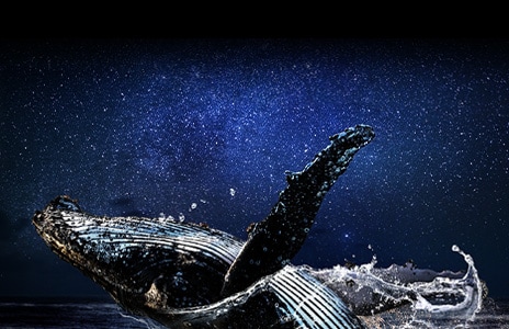 An image of a dolphin jumping out of the water before a starry night sky. Above the whale is the phrase "up to 150% brighter".
