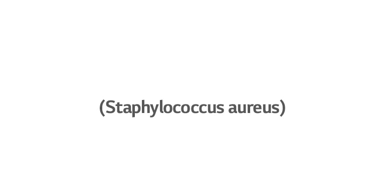 Staphylococcus aureus, een bacterie die oorinfecties veroorzaakt.