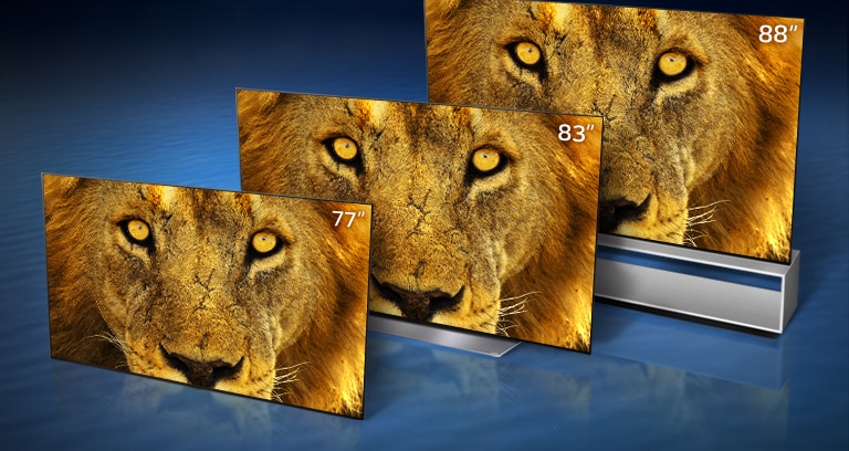 OLED TV's met een close-up van een leeuw in 77", 83" en 88" staan elk diagonaal in een donkerblauwe achtergrond.