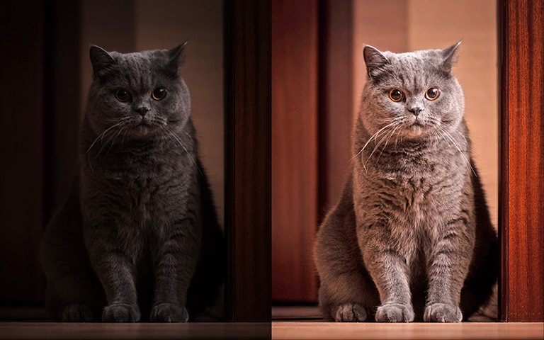 Gato com imagem clara à direita, gato com imagem escura à esquerda.
