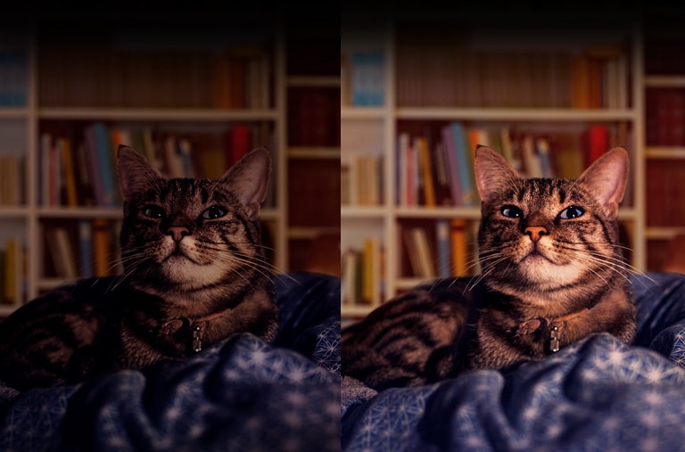 Duas fotos iguais de um gato, uma escura, à esquerda, e outra clara, à direita