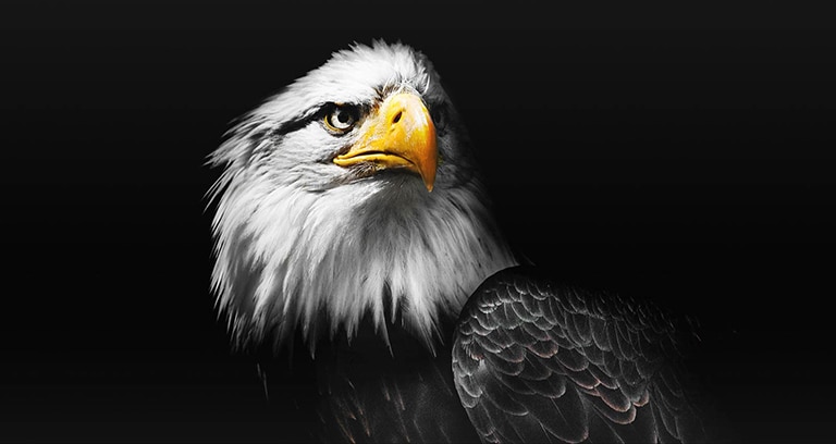 Vídeo mostrando 2 imagens de um pássaro lado a lado. O lado que representa o Brightness Booster Max aparece mais brilhante e depois preenche a tela.