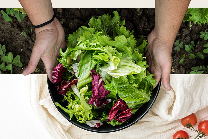 Mains tenant un bol de salade verte et rouge fraîchement récoltée au-dessus d'un potager et de tomates cerises.