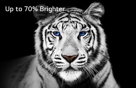 This image white tiger against a black background depicting Brightness Booster Max.