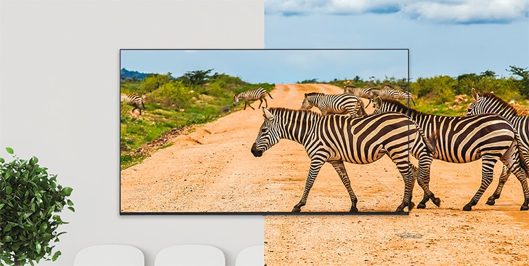 A TV's bezel is so thin that it reduces the difference between the screen and the real thing, so the zebras on the screen look lively.