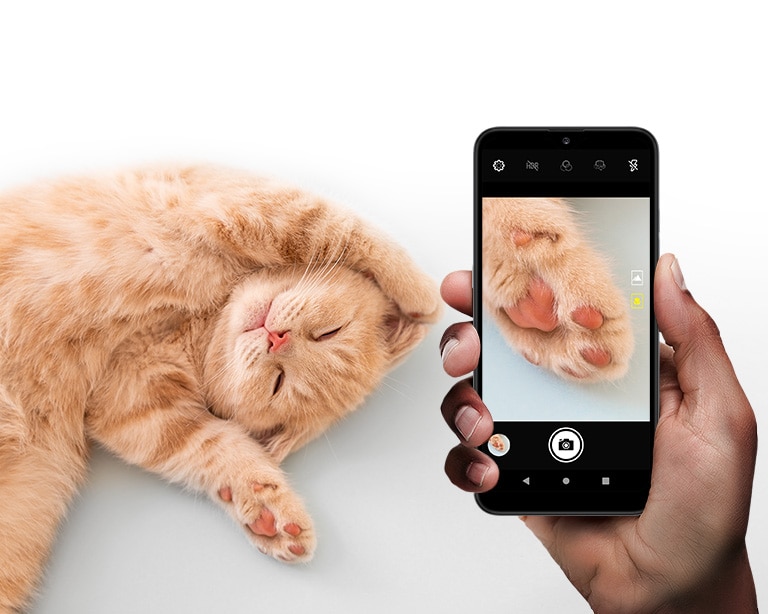 Smartphone shooting the foot of a cute cat