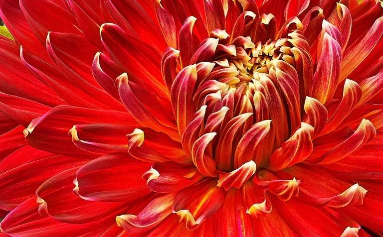 High-definition picture quality in an LG HD TV