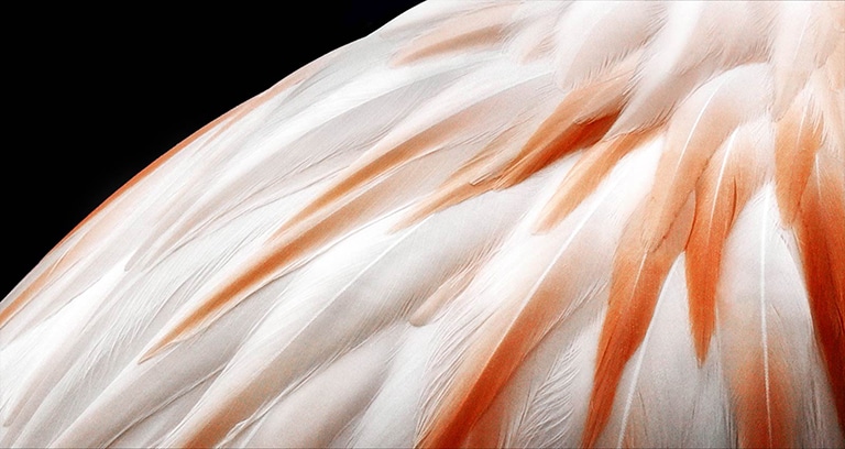 A video showing 2 images of a bird's feathers side by side. The side representing Brightness Booster appears brighter and then fills the screen.