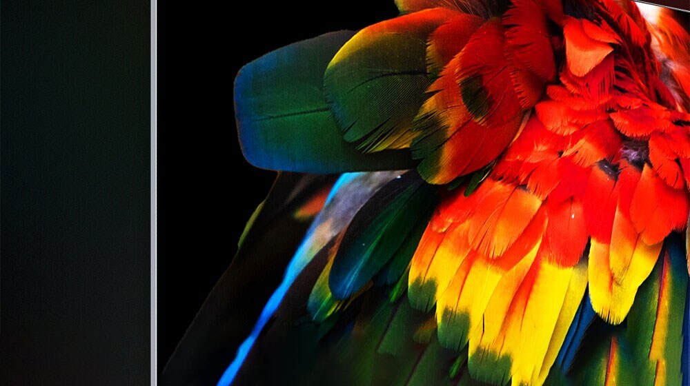  An image of a parrot's tail against a black background is displayed on the top corner of a slim OLED TV against a black background. Each color on the parrot's feathers is vivid and boldly defined.