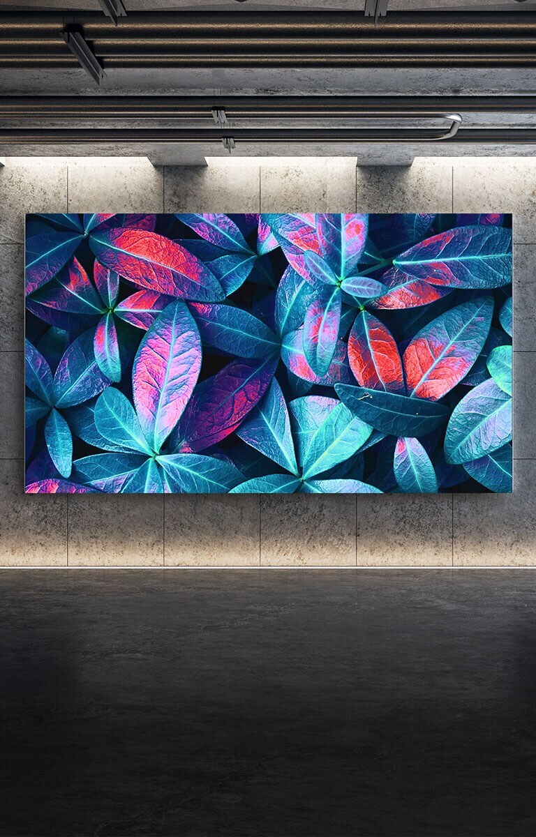 LG QNED MiniLED TV mounted against a grey wall. The screen shows a close up of large plant leaves in different shades of green, blue, and red.