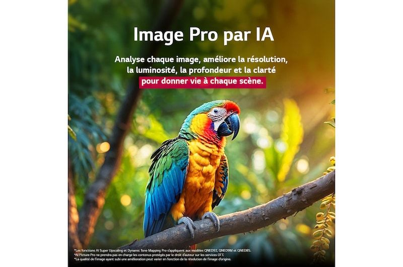 Perroquet sur une branche d’arbre aux couleurs éclatantes. Le titre met en avant les améliorations visuelles impressionnantes apportées par LG AI Picture Pro à la résolution, à la luminosité, à la profondeur et à la clarté de la scène.