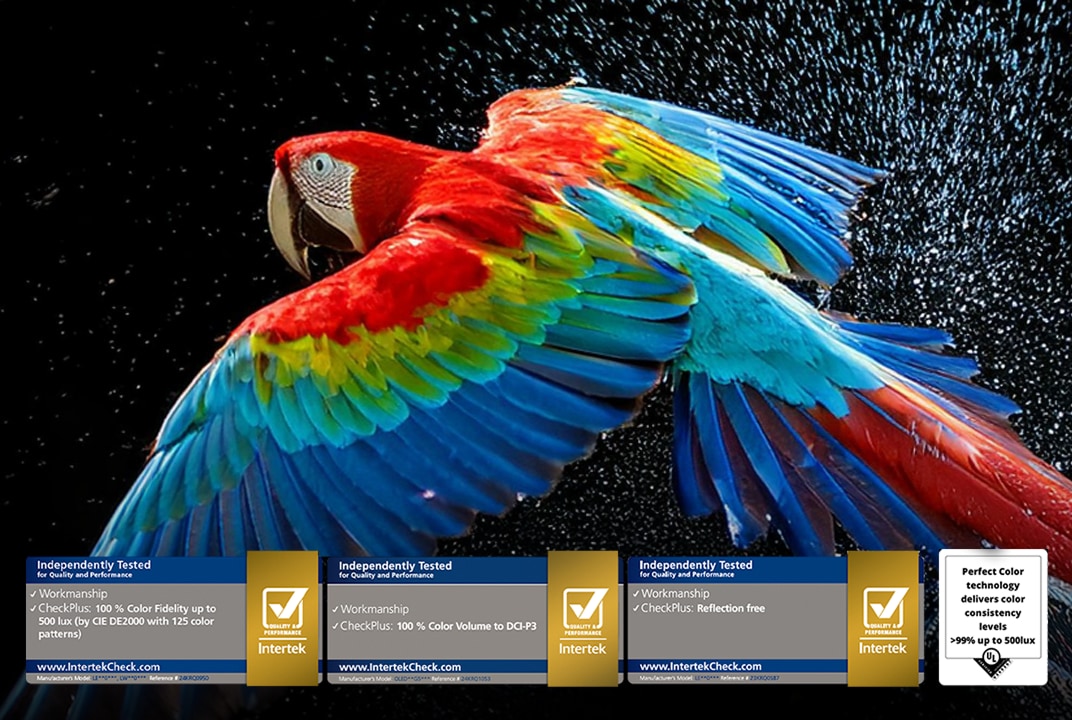 Écran LG OLED affichant des plumes de perroquet vives illustre Perfect Color.