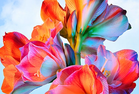 Image montrant des couleurs vives de fleurs avec DCI-P3 jusqu’à 94% de gamme de couleurs.