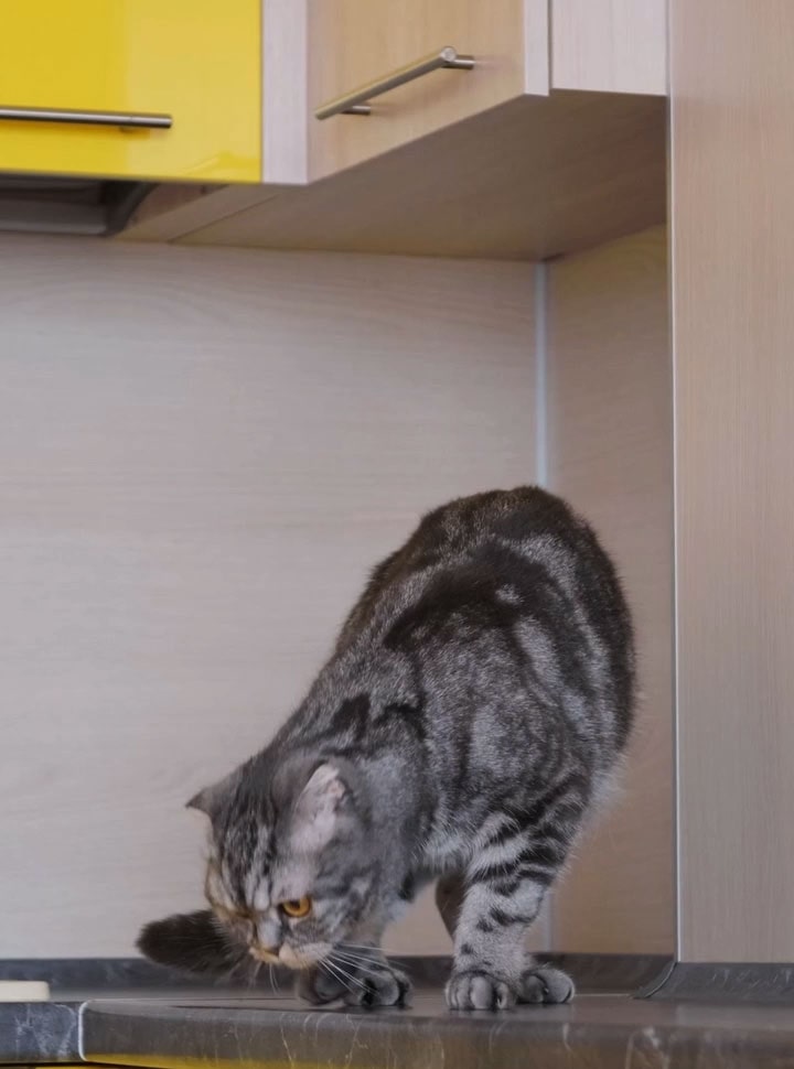 Vidéo de présentation de la surface de cuisson à induction de LG décrivant les caractéristiques de sécurité intégrées : surface froide au toucher, verrouillage des commandes pour éviter toute activation accidentelle et détection automatique des accessoires de cuisine qui n’active le chauffage qu’en présence d’une casserole ou d’une poêle.