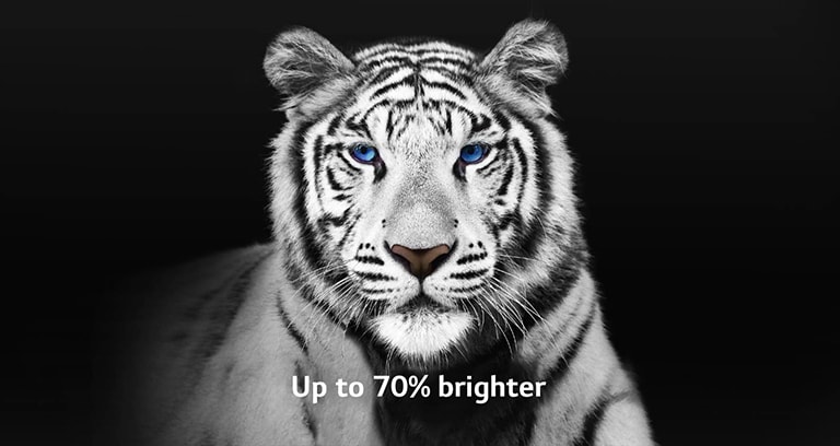 Une vidéo montre 2 images d’un tigre blanc côte à côte. Le côté illustrant le Brightness Booster Max est jusqu’à 70% plus lumineux, puis remplit l’écran.