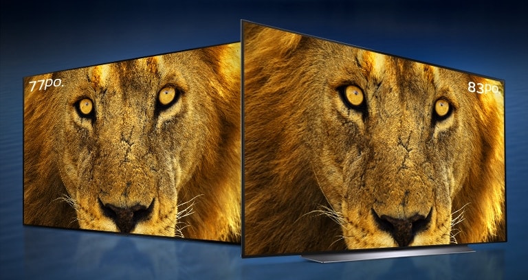 Des téléviseurs OLED affichant un gros plan de tête de lion en 77 po. et 83 po. sont alignés en diagonale contre un fond de vague bleu foncée.