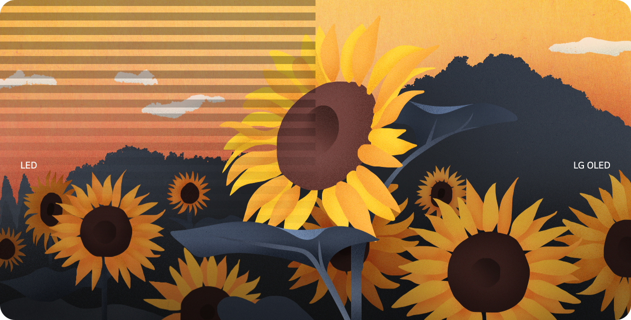Une image de tournesols est divisée en deux au milieu avec le LED et l’OLED de LG de chaque côté. Les clignotements d’écran n’apparaissent que du côté LED de l’écran.