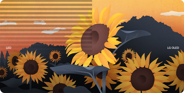 Une image de tournesols est divisée en deux au milieu avec le LED et l’OLED de LG de chaque côté. Les clignotements d’écran n’apparaissent que du côté LED de l’écran.