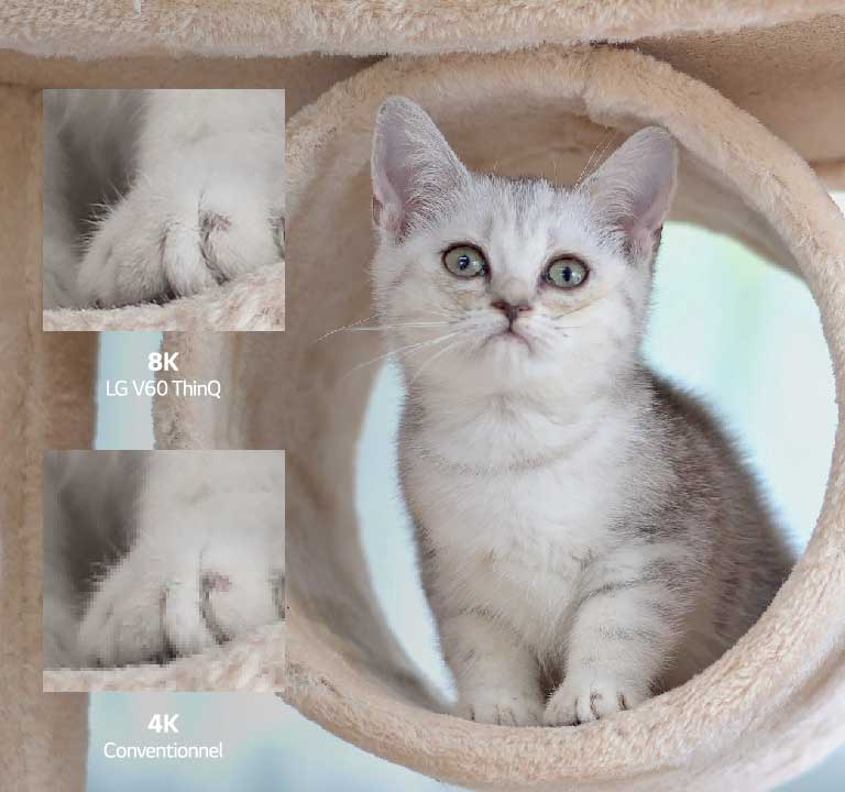 Un petit chat dans un arbre à chat.