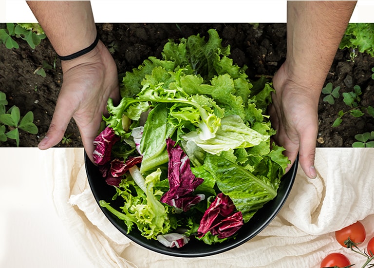 La parte superior de la imagen está cosechando lechuga del campo. La parte inferior de la imagen es una ensalada fresca en un plato redondo. Las verduras en estas dos imágenes están naturalmente conectadas como si fueran una sola imagen.