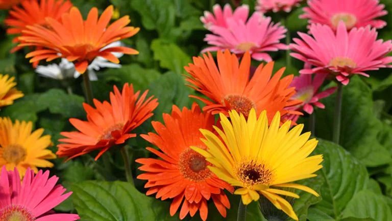 Margaritas Gerbera 