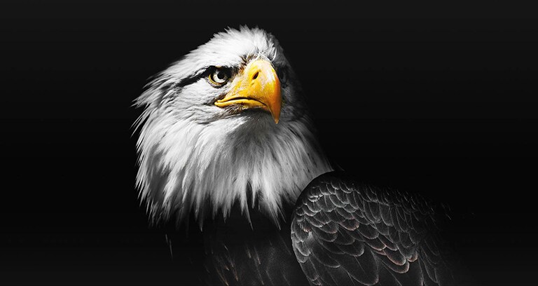 A video showing 2 images of a bird side by side. The side representing Brightness Booster Max appears brighter and then fills the screen.	