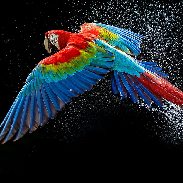 Bunter Papagei in ultrahoher Auflösung vor schwarzem Hintergrund. Rundherum schweben Wassertropfen in der Luft. Das Bild präsentiert Perfect Color, wobei jeder einzelne Farbton auf dem Körper des Papageis leuchtend und lebendig ist. Der dunkle Hintergrund mit den detaillierten Wasserspritzern unterstreicht außerdem, dass der Bildschirm reflexionsfrei ist. Verschiedene Logo-Zertifizierungen von UL und Intertek sind sichtbar. Diese beziehen sich auf seine 100%ige Farbtreue, sein 100%iges Farbvolumen und seine Reflexionsfreiheit.