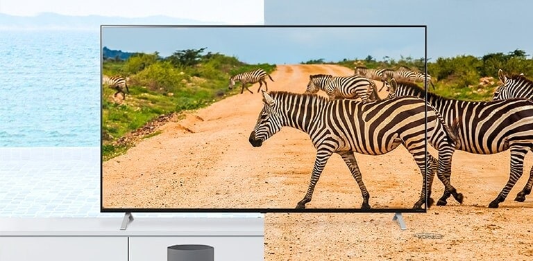 Der Rahmen des Fernsehers ist so schmal, dass Bildschirm und Realität ineinander übergehen. Die Zebras auf dem Bildschirm wirken lebensecht.