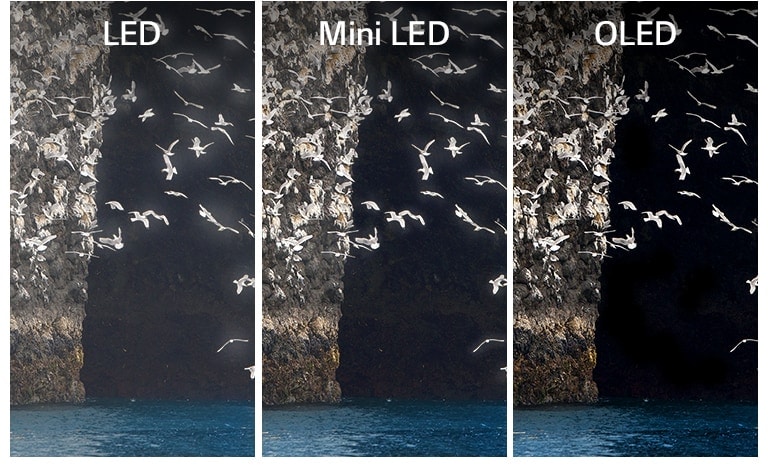 Ein Vergleich von LED, Mini-LED und OLED bei der Darstellung desselben Bildes, von Vögeln, die über das Meer fliegen. LED und Mini-LED zeigen einen Halo um die Flügel der Vögel, wodurch diese undeutlich aussehen. OLED, ausgerüstet mit perfektem Schwarz, zeigt die Flügel klar und deutlich an.