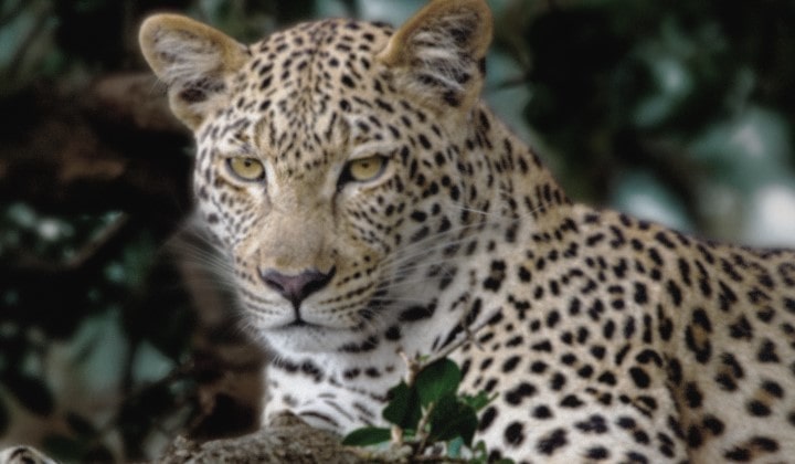 Streger bevæger sig på tværs af et meget mat og næsten gråt billede af en leopard i en skov, som om en supercomputer analyserer elementerne i dette billede. En laser tegner leopardens silhuet, hvorefter den er forbedret med mere lysstyrke og skarphed samt flere farver. Baggrunden transformeres også fra venstre til højre, nu med forbedret kontrast, dybde og farver. 