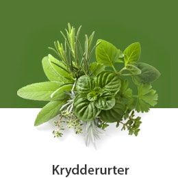 D09-02_DK-REF-NatureFRESH-Vplus-03-UsefulTips-04-6-Herbs