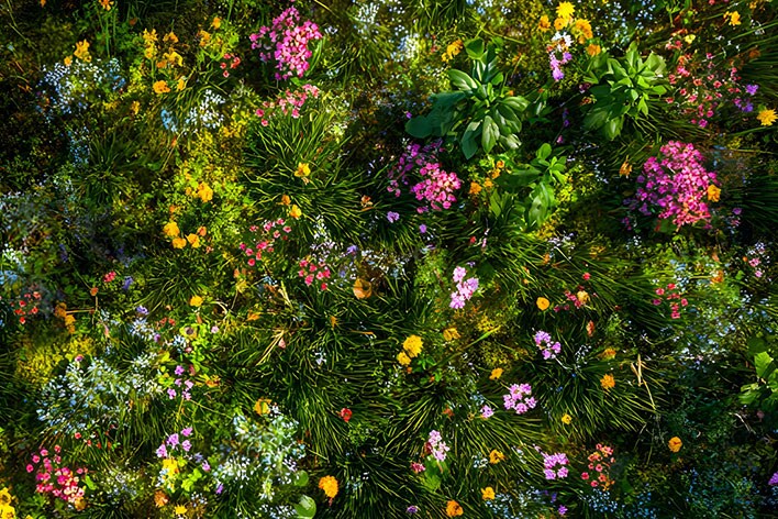 LG TV med 4K-opskalering løfter indhold med lavere opløsning mod klarhed på 4K-niveau, mens en skærm viser detaljeret løv og farverige blomster og finpudser teksturer og kanter for at levere skarpere og mere definerede billeder.