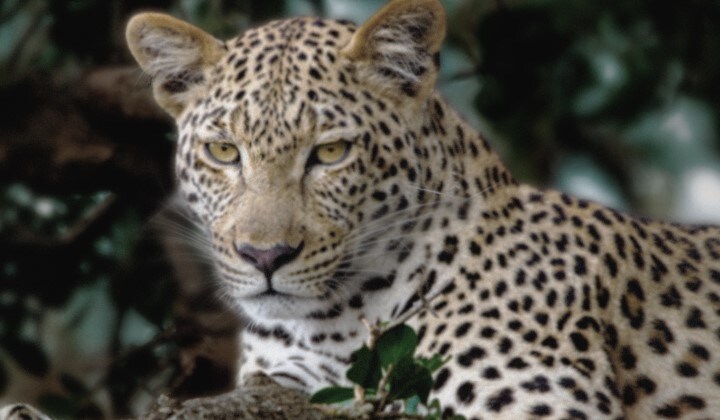 تتحرك الخطوط عبر صورة باهتة جدًا وشبه رمادية لنمر في الغابة كما لو كان جهاز كمبيوتر فائق يقوم بتحليل العناصر في الإطار. يتتبع الليزر شكل النمر ثم يتم تحسينه ليكون أكثر إشراقًا ووضوحًا. تتحول الخلفية أيضًا من اليسار إلى اليمين، الآن مع تباين وعمق وألوان محسنة. 