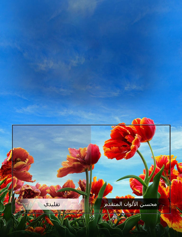 محسن الألوان الديناميكي<br>1