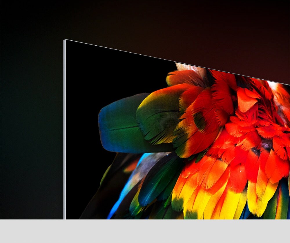 La imagen de la cola de un loro sobre fondo negro se muestra en la esquina superior de un delgado televisor OLED sobre fondo negro. Todos los colores de las plumas del loro están vivos y definidos.