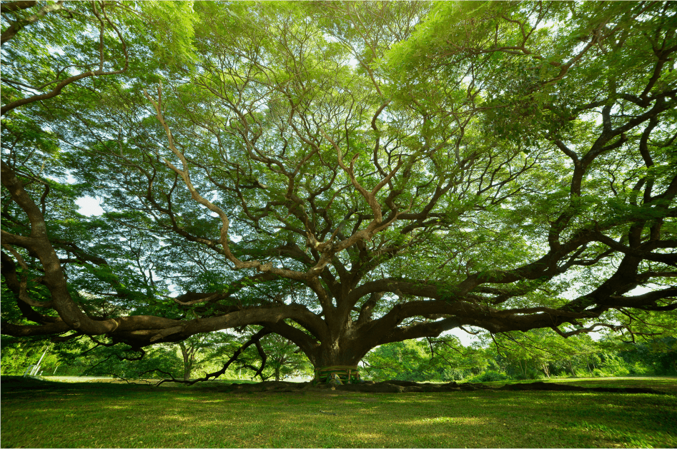 árbol