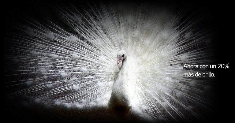 Una imagen de un pavo real blanco sobre un fondo negro en una pantalla de un TV LG OLED evo muestra los detalles de cada pluma nítidamente