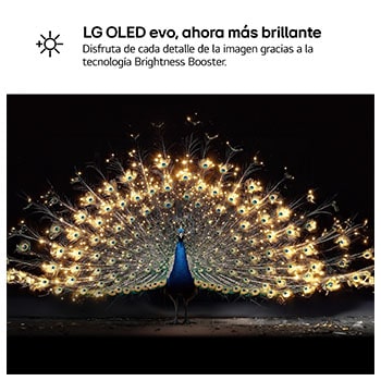LG OLED evo AI C6 with Brightness Booster shows a dark scene where a brilliantly illuminated peacock spreads its radiant, glowing feathers, delivering brighter highlights with improved detail and striking contrast.