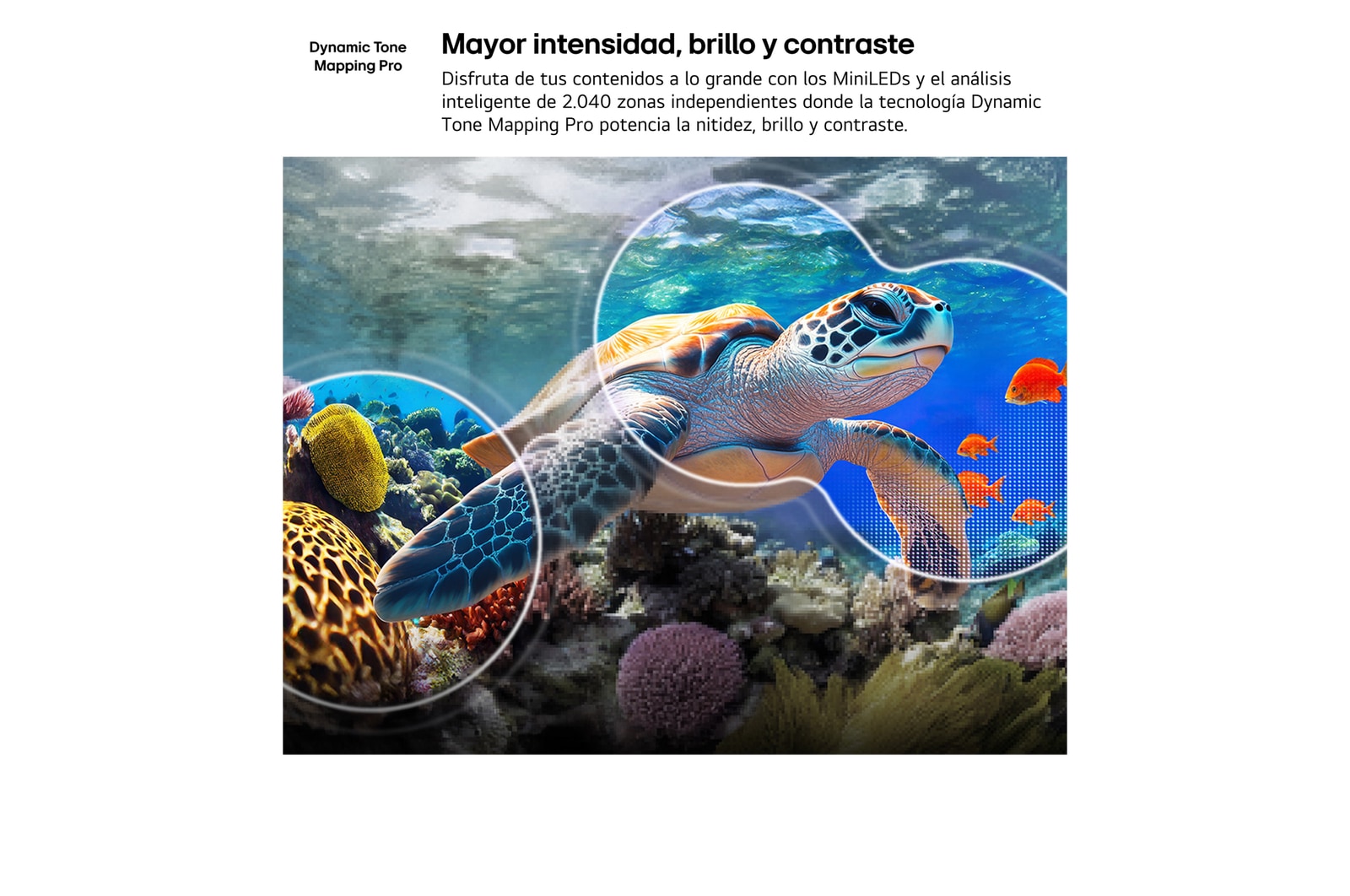 LG QNED evo AI QNED85 Mini LED with AI Picture Pro and Dynamic Tone Mapping Pro shows an underwater scene of a sea turtle swimming above coral and fish, as AI recognizes and upscales each frame to 4K resolution.