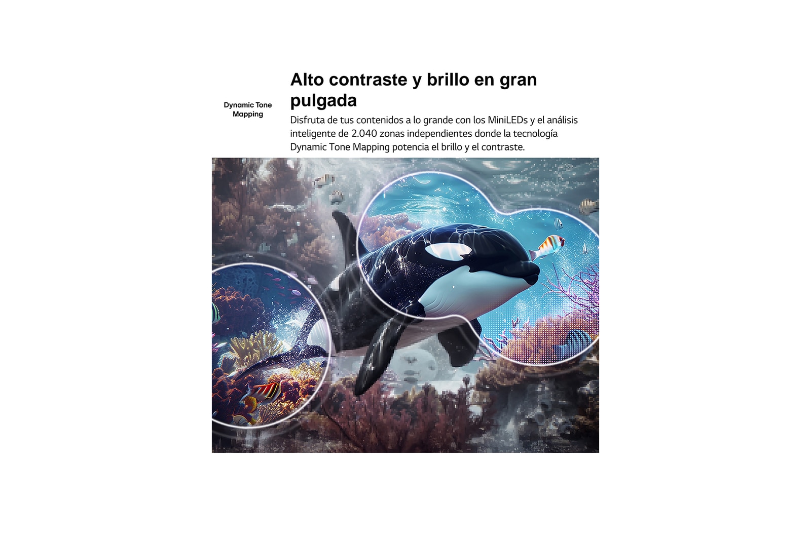 LG QNED evo AI QNED70 Mini LED with 4K Super Upscaling and Dynamic Tone Mapping shows an underwater scene of an orca swimming, as AI recognizes and upscales every frame to 4K resolution.