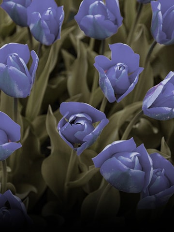 Imagen con el modo de contraste de color aplicado