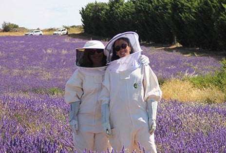 Repoblando los campos de lavanda de Brihuega