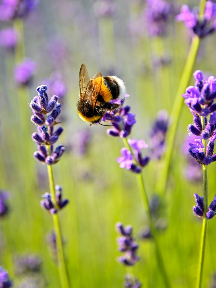 Smart Green Bees