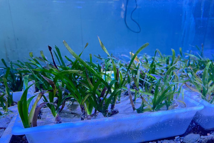 Proyecto Acción Posidonia
